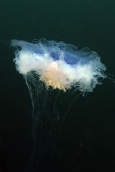 Lions Mane Jellyfish. St Abbs, Scotland. Taken with Oly C... by J Mark Webster 